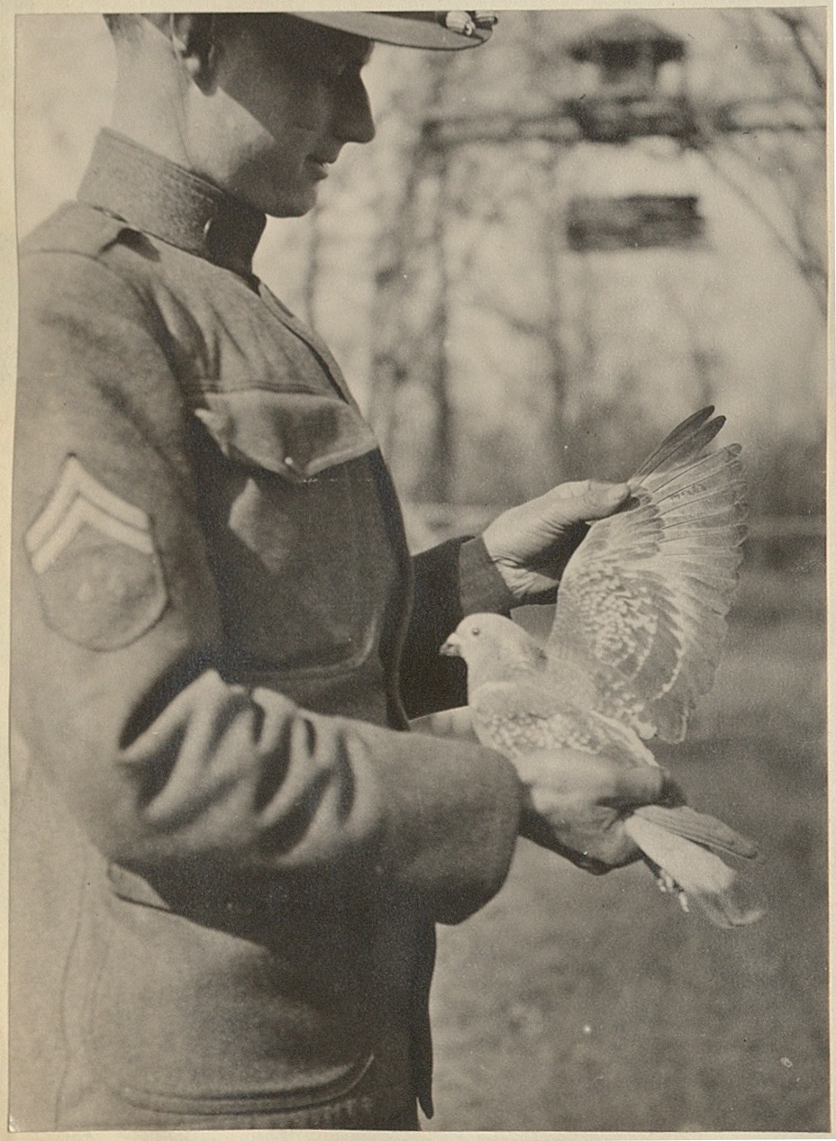 “Little Feathered Heroes”: Camp Pike’s Pigeon Service,&nbsp;1917-1919