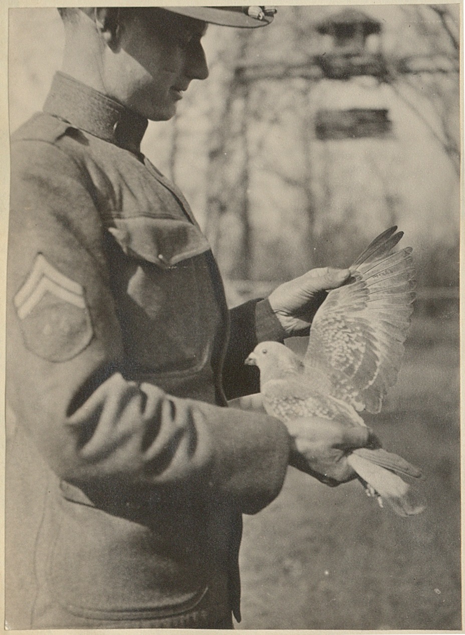 “Little Feathered Heroes”: Camp Pike’s Pigeon Service, 1917-1919